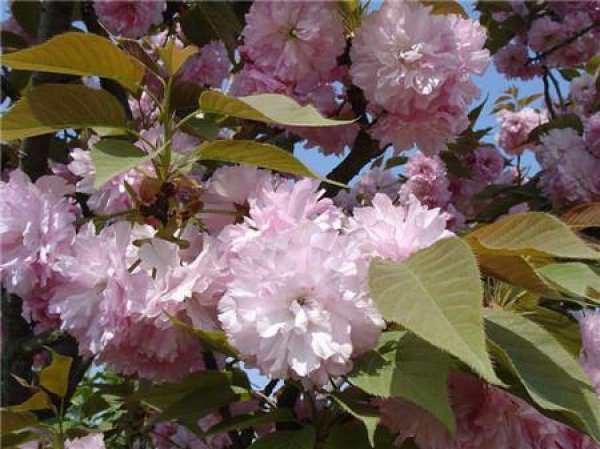 When does Japanese late cherry blossom?