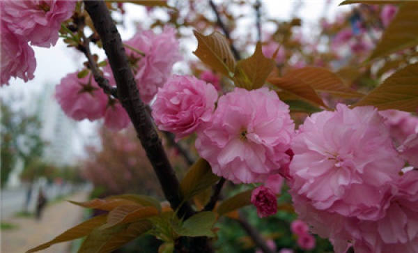 When does Japanese late cherry blossom?