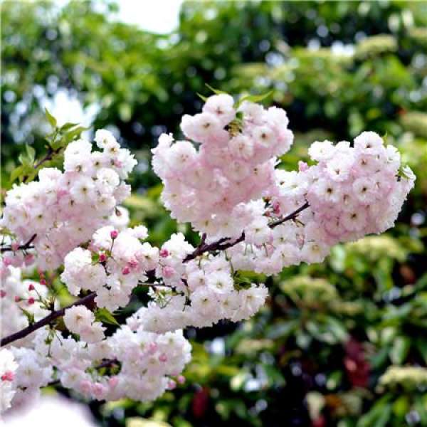 Appreciation of Japanese Late Cherry Blossom Photo