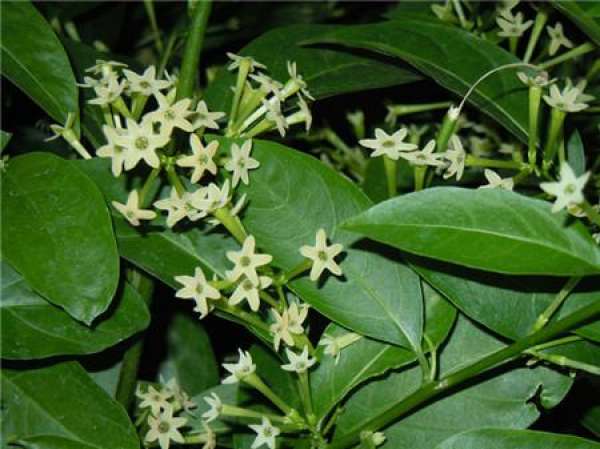 Why does cordate telosma bloom at night?