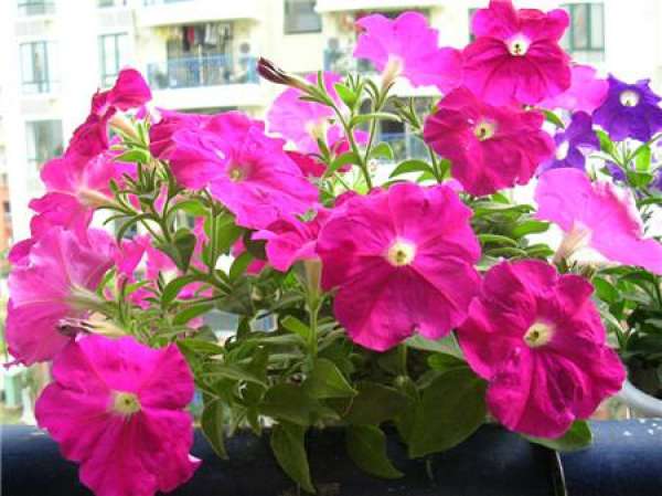 Does the Petunia bear seeds?