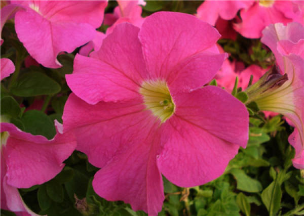Does the Petunia bear seeds?