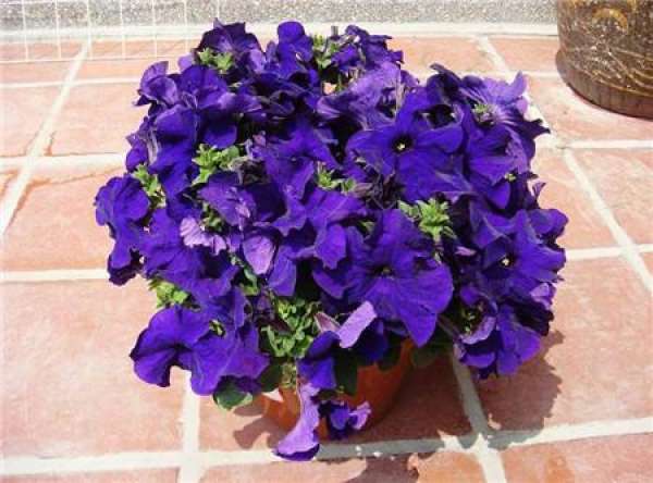 Notes on Petunia Seeding