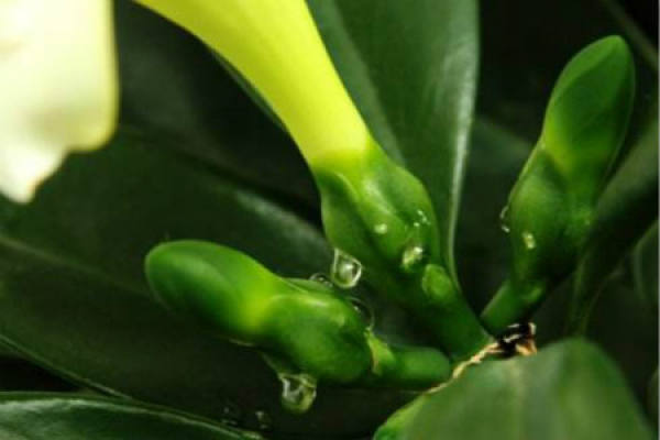 African jasmine