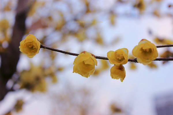 Wintersweet