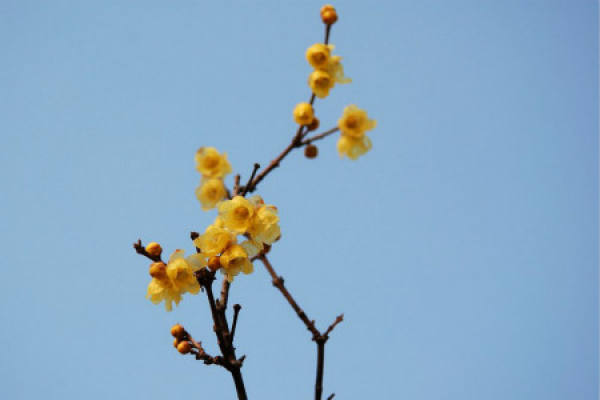 Wintersweet