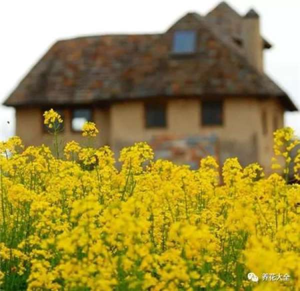 Rape Flower