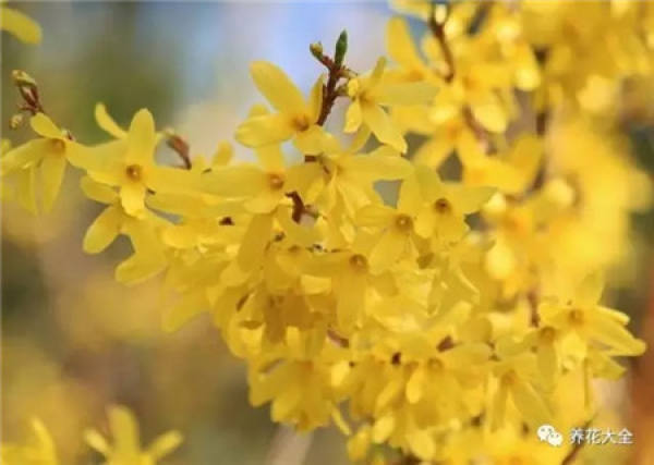 Rape Flower