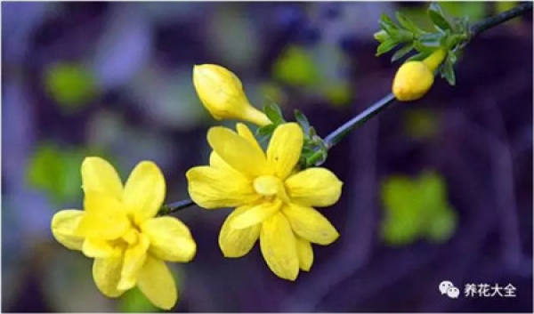 Rape Flower