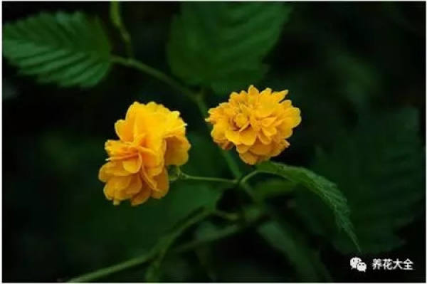 Rape Flower