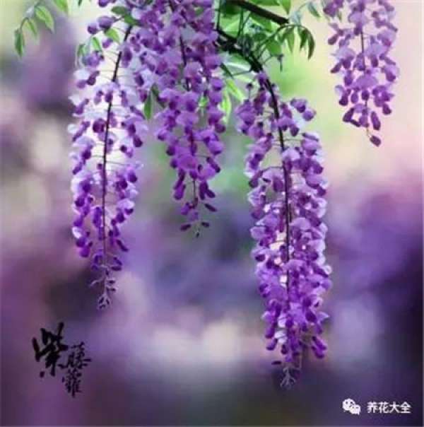 Wisteria