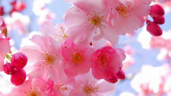 Nanking cherry blossoms