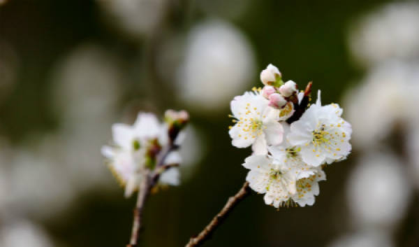 Cherry blossom