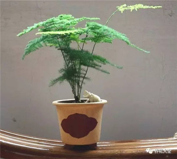 Asparagus