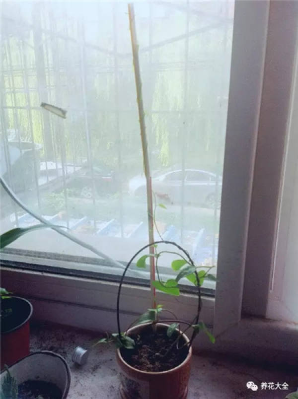 Asparagus