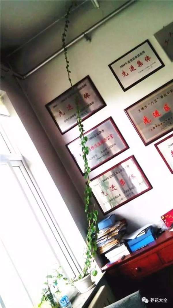 Rattan notoginseng