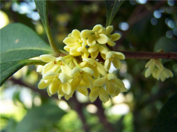 Four Seasons Osmanthus Osmanthus Fragrance