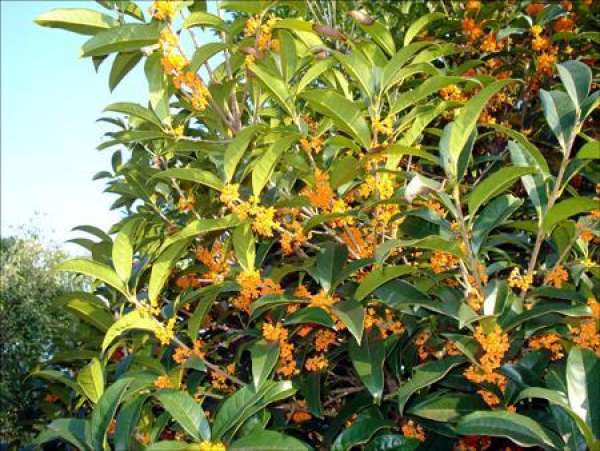 Four Seasons Osmanthus Osmanthus Fragrance
