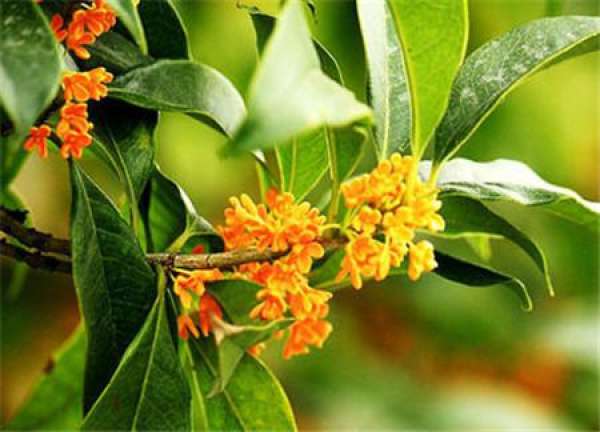 Four Seasons Osmanthus Osmanthus Fragrance