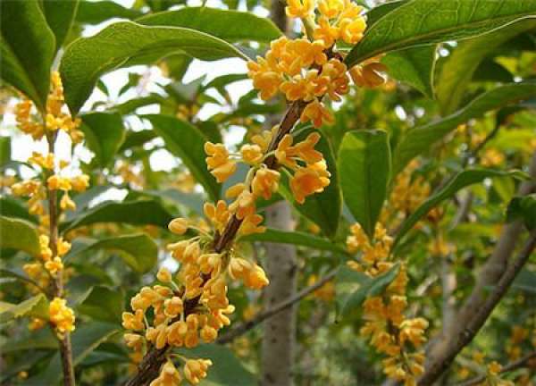 fragrant osmanthus in four seasons