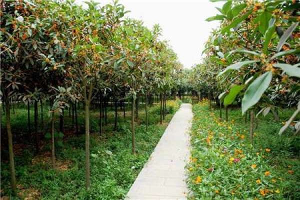 fragrant osmanthus in four seasons