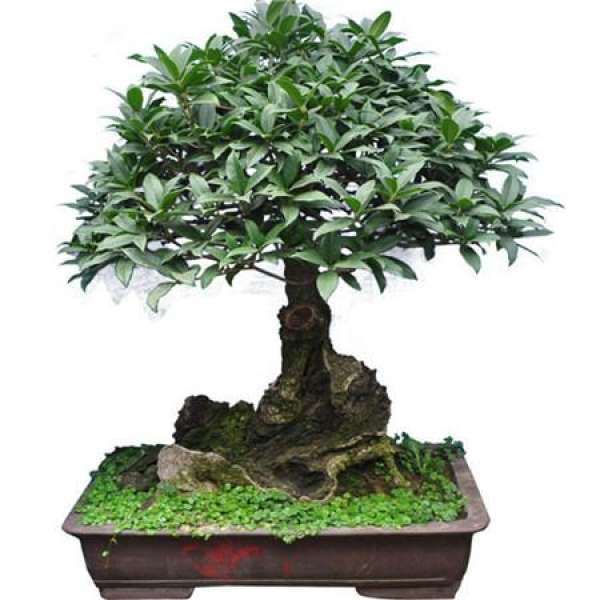 Potted Osmanthus
