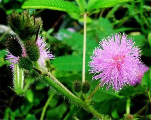 Prickly and shy