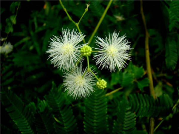 Mimosa pudica