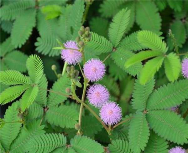 Mimosa