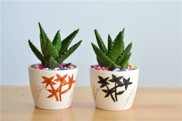 Aloe
