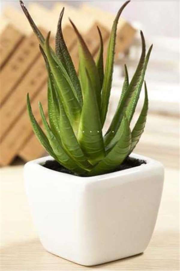 Aloe