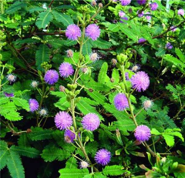 How to fertilize mimosa?