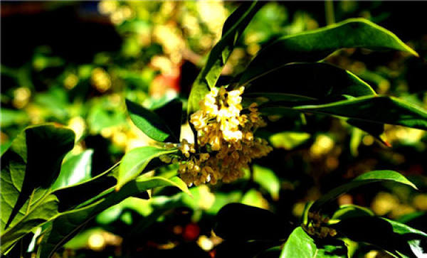 Cinnamomum crispum