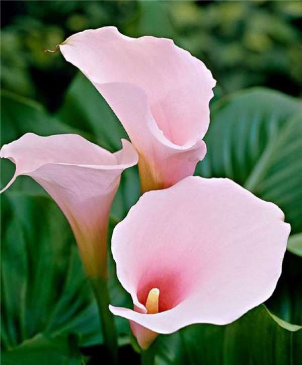 Florescence of Zantedeschia aethiopica