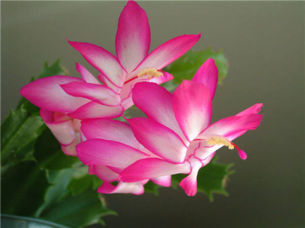 Why does the crab cactus grow very open?