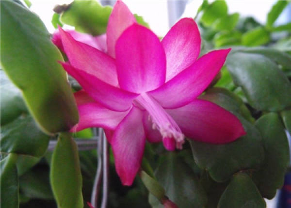Why does the crab cactus grow very open?