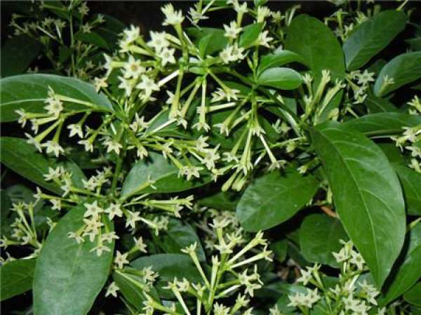 When does the evening primrose bloom?
