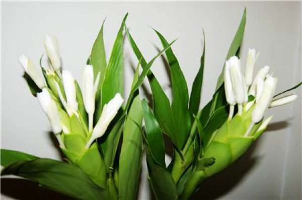 When does the ginger flower bloom?