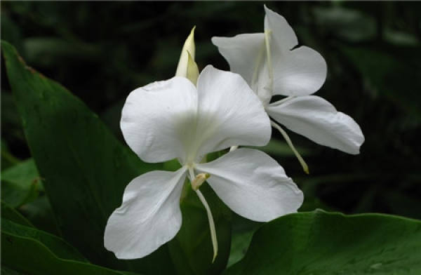 When does the ginger flower bloom?