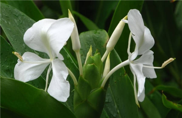 When does the ginger flower bloom?