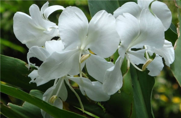 When does the ginger flower bloom?