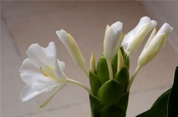 When does the ginger flower bloom?