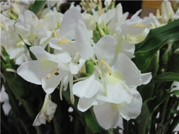 Appreciate the flowers of ginger
