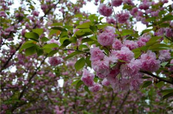 Pruning Mechanism of Japanese Late Cherry
