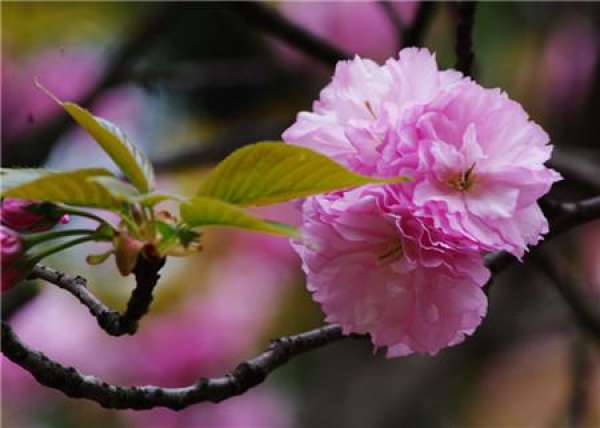 Pruning of Japanese Late Cherry