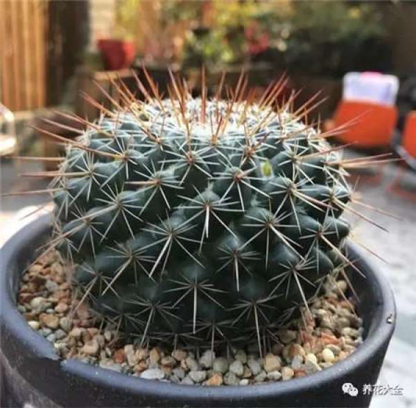 Cactus