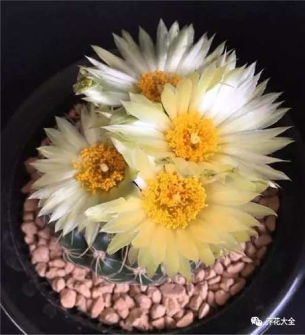 Cactus