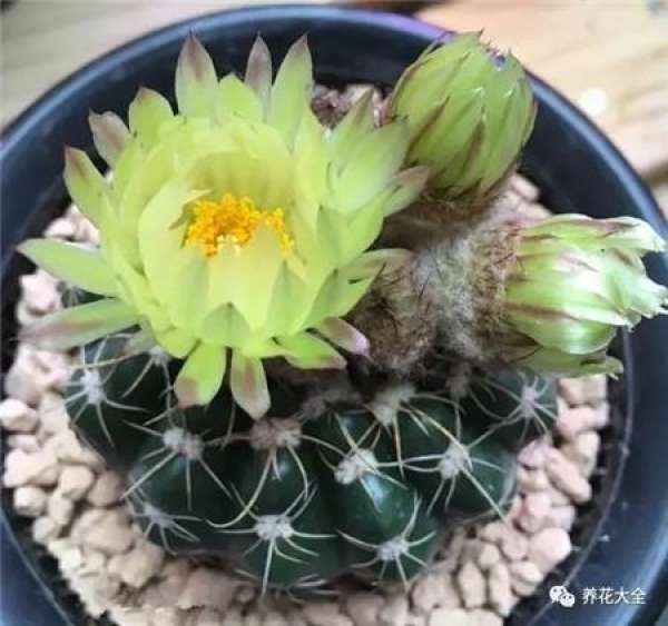 Cactus