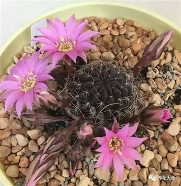 Cactus