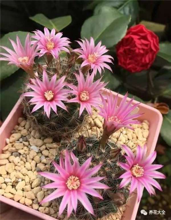 Cactus